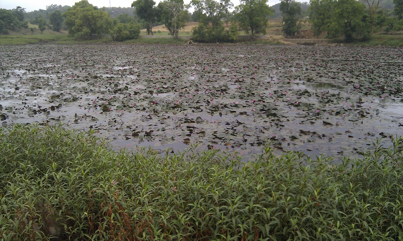 Lotus Lake